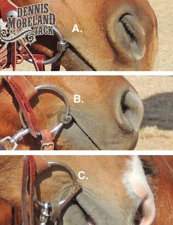 How Many Wrinkles Should Your Horse Have