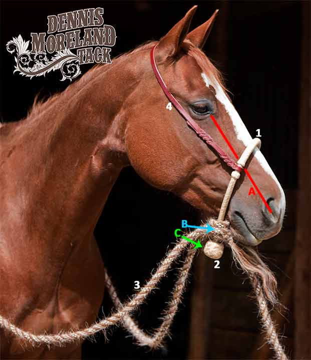 How to fit a Hackamore DM Tack