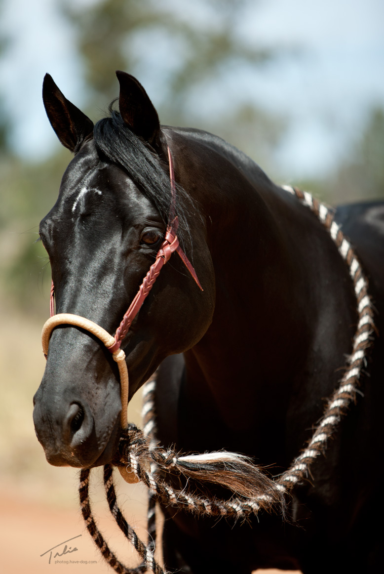 hulp in de huishouding Schandelijk fascisme Bosal 5/8 Inch available in 3 sizes & 4 patterns - Dennis Moreland Tack