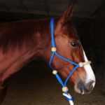 Halter with Rawhide