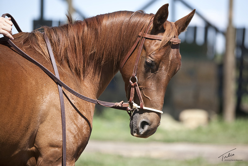 Sidepull is nice way to teach young horses Dennis Moreland Tack
