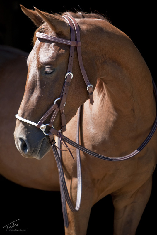 Sidepull is nice way to teach young horses - Dennis ...