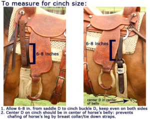 DM Roper Cinch #11CR-how to measure for size