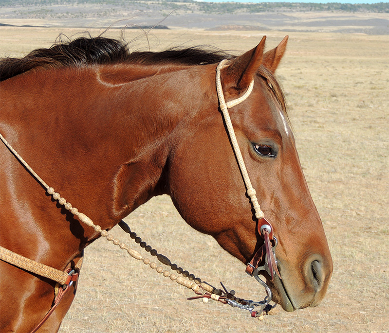 Лошади 9 лет. For Horse Bridle. Headstall Horses. Bridals and Horse Equipment. Shock Spurs for Horses.