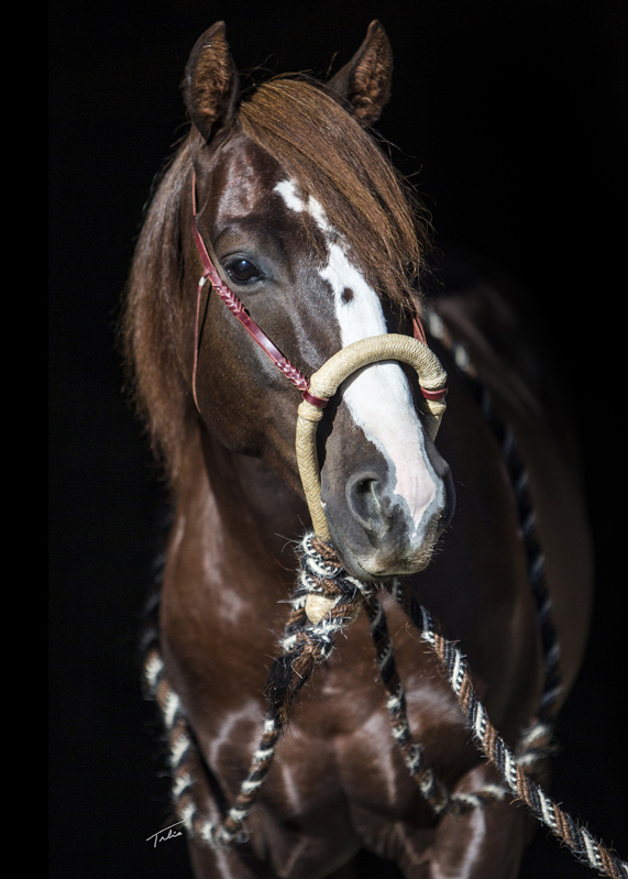 demonstratie zeewier Kustlijn Bosal 3/4 Inch available in Rawhide and Kangaroo - Dennis Moreland Tack