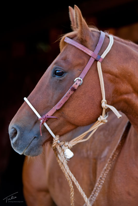 Rope Hackamore, Hackamores, Rawhide Hackamores