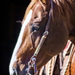 Slot Ear Headstall with Rawhide & Black Ring Knots